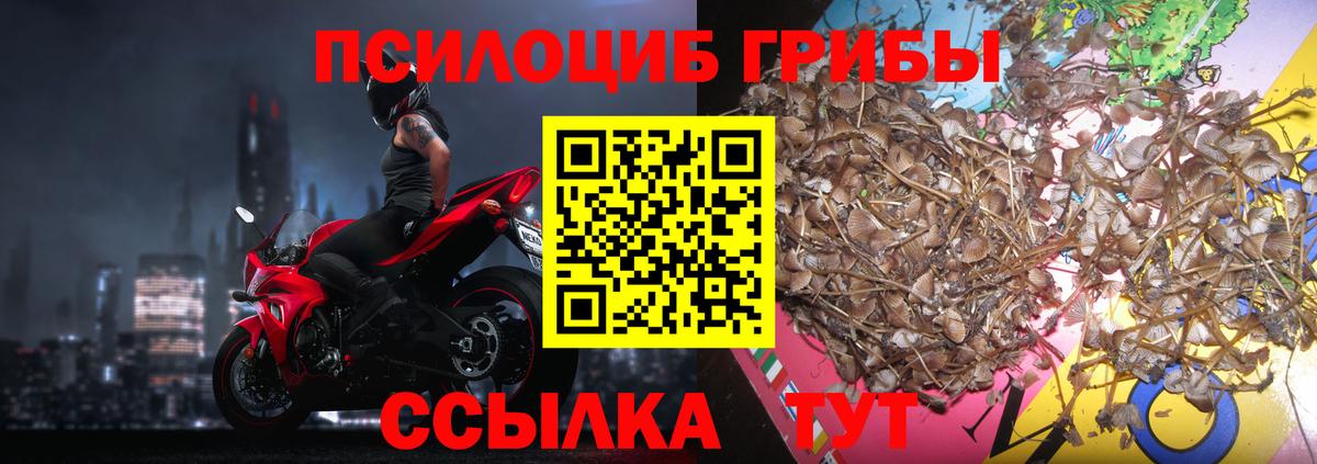 Псилоцибиновые грибы GOLDEN TEACHER Кунгур
